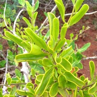 Taxillus cuneatus (B.Heyne) Danser